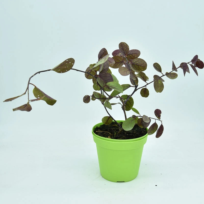 Cappero in Vaso 14 cm – Altezza 20 cm, Pianta Mediterranea