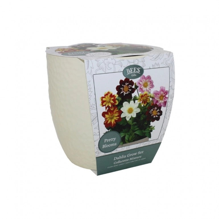 Kit Coltivazione Fiori di Dalia "Collarette", con vaso in ceramica, terriccio e semi