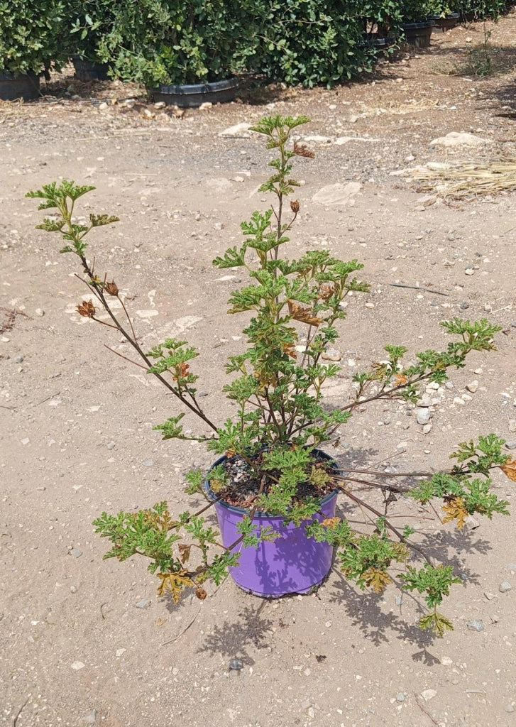 ALYOGINE (IBISCO AZZURRO) VASO 18
