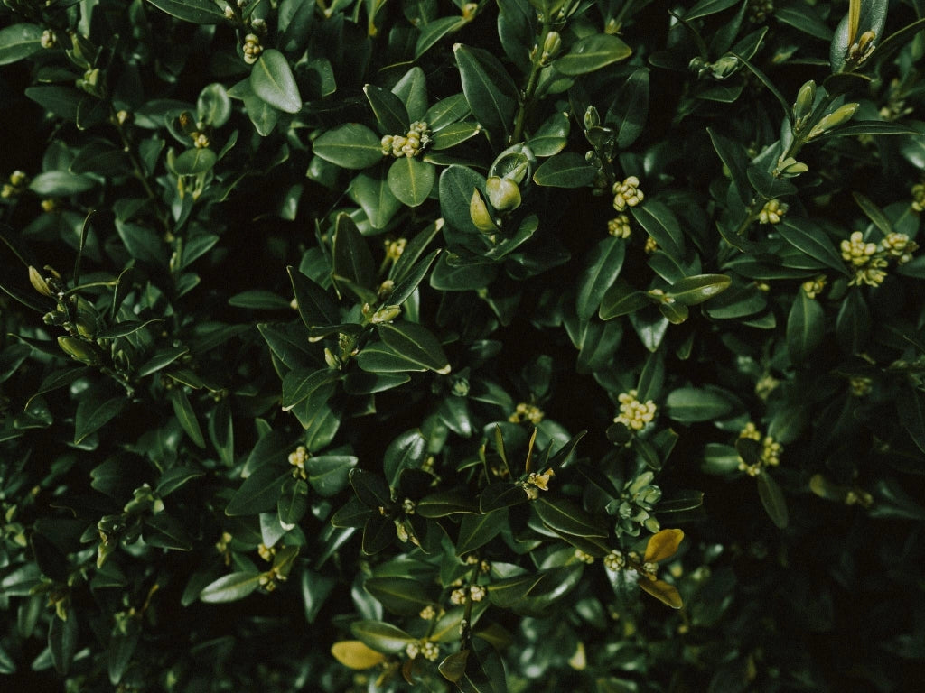 BUXUS SEMPERVIRENS (BOSSO COMUNE) VARIEGATO VASO 18