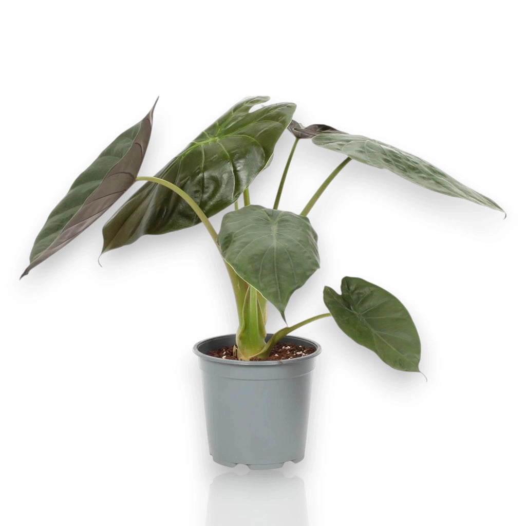 Gardenaria Alocasia 'Wentii' - Pianta da interno ornamentale Altezza: 70 cm (vaso 19)