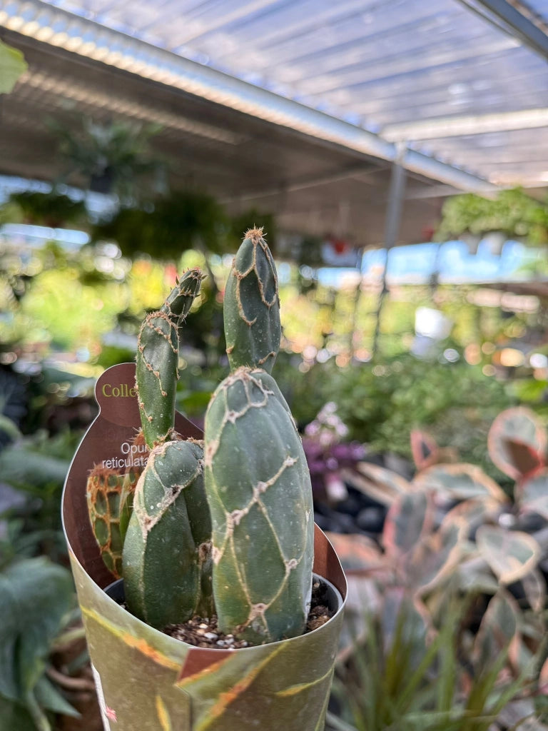 pianta di opuntia reticulata cobra succulenta (pianta grassa) vaso 10