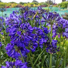 Bulbi di Agapanthus Blu I – Fioritura elegante e duratura