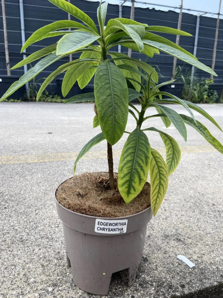 Gardenaria Edgeworthia chrysantha - Arbusto ornamentale da giardino Altezza: 40/60 cm (vaso19)