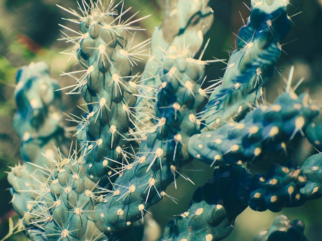 MYRTILLOCACTUS GEOMETRIZANS (CACTUS MIRTILLO) VASO 25