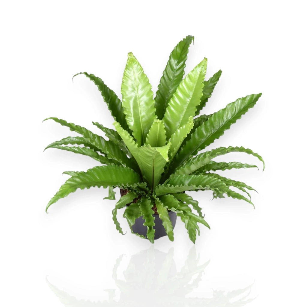 Gardenaria Asplenium antiquum 'Osaka' - Pianta da interno ornamentale Altezza: 25 cm (vaso 12)
