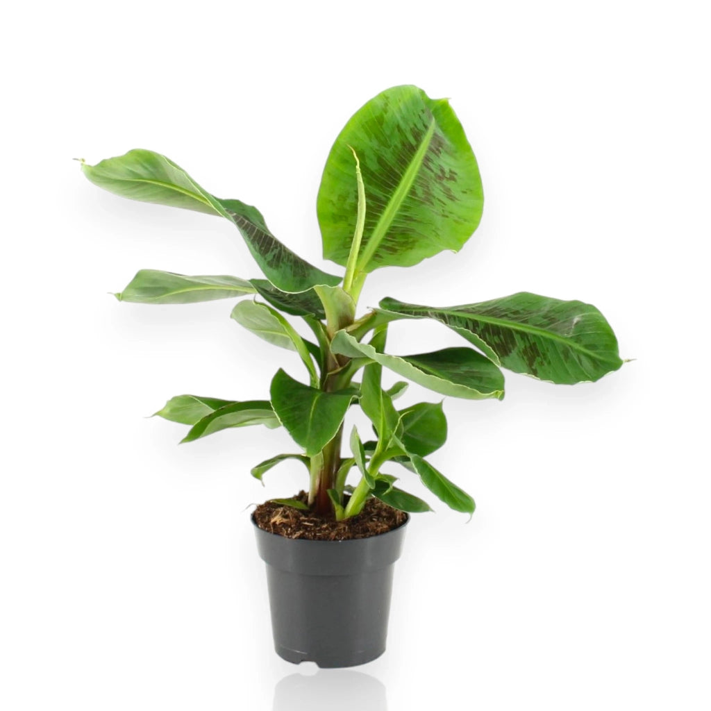 Gardenaria Musa tropicana - Pianta da interno ornamentale Altezza: 50 cm (vaso 17)