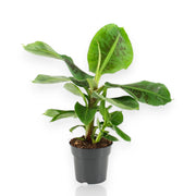 Gardenaria Musa tropicana - Pianta da interno ornamentale Altezza: 50 cm (vaso 17)