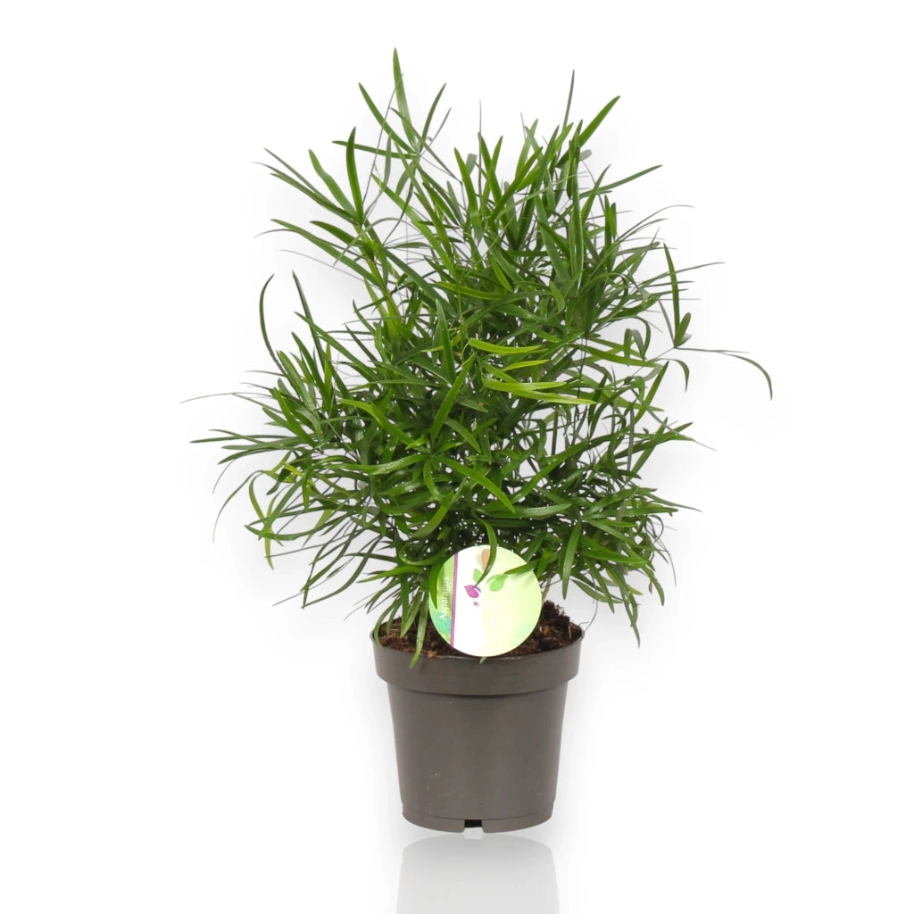 Gardenaria Asparagus falcatus - Pianta da interno ornamentale Altezza: 35 cm (vaso 12)