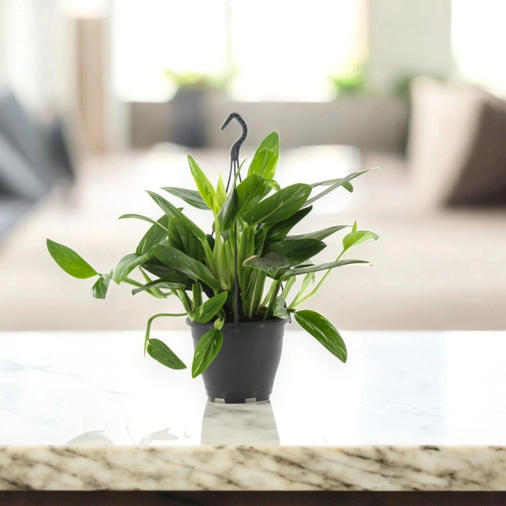 Gardenaria Philodendron 'Cobra' - Pianta da interno ornamentale Altezza: 35 cm (vaso 14)