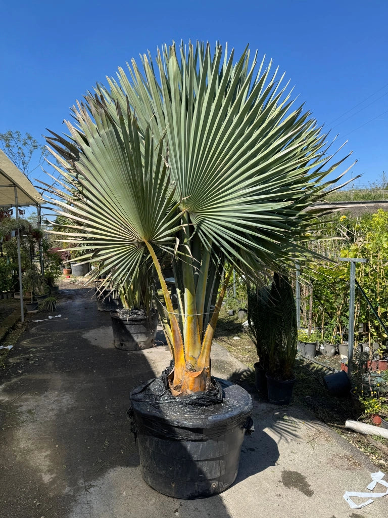 Copernicia fallaensis H 3 m vaso 90 – Palma tropicale rara a ventaglio foto reale