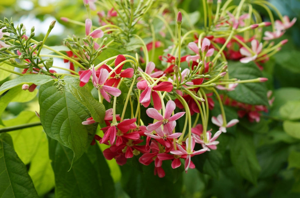 Quisqualis indica o Combretum indicum,  Lonicera Cinese, Rangoon Creeper
