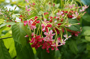 Quisqualis indica o Combretum indicum,  Lonicera Cinese, Rangoon Creeper