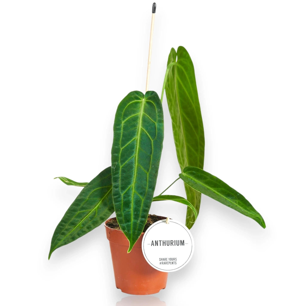 Gardenaria Anthurium warocqueanum - Pianta da interno ornamentale Altezza: 40 cm (vaso 12)