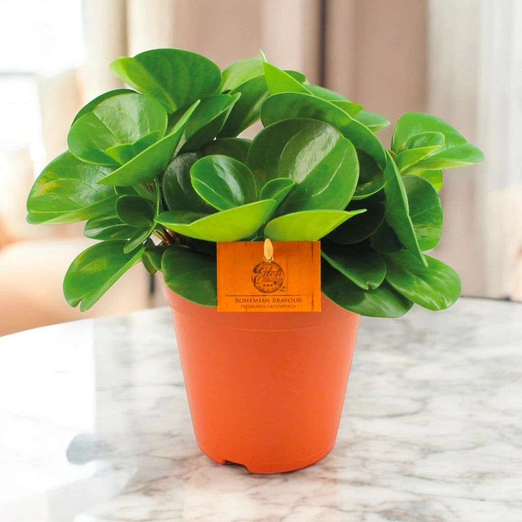 Gardenaria Peperomia obtusifolia 'Green gold' - Pianta da interno ornamentale Altezza: 25 cm (vaso 15)