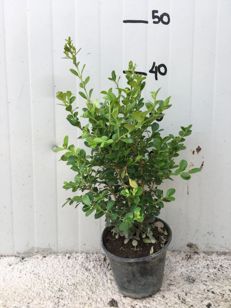 50 PIANTE Bosso Buxus Boxus rotundifolia vaso 14cm