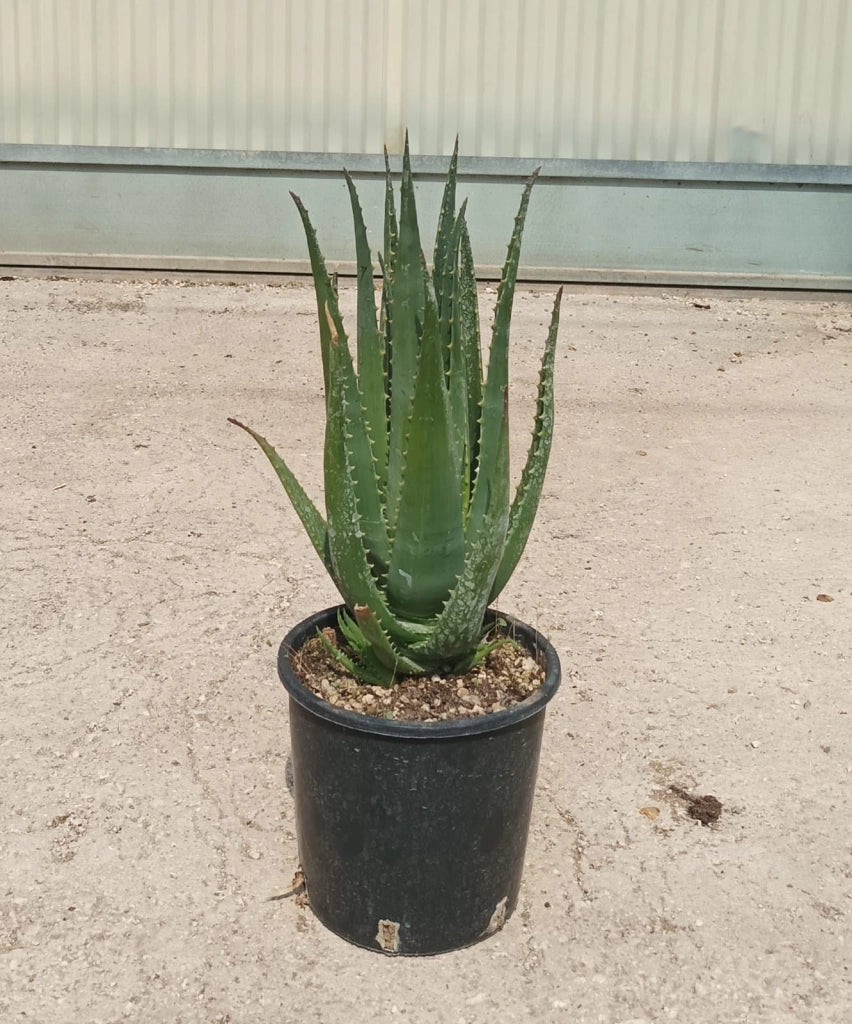 ALOE SAFARI SUNRISE VASO 18