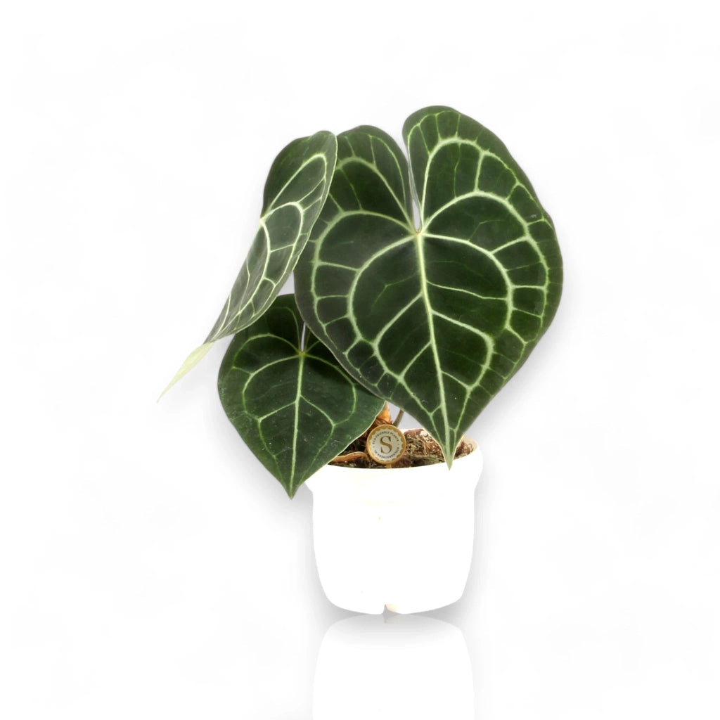 Gardenaria Anthurium clarinervium - Pianta da interno ornamentale Altezza: 30 cm (vaso 12)