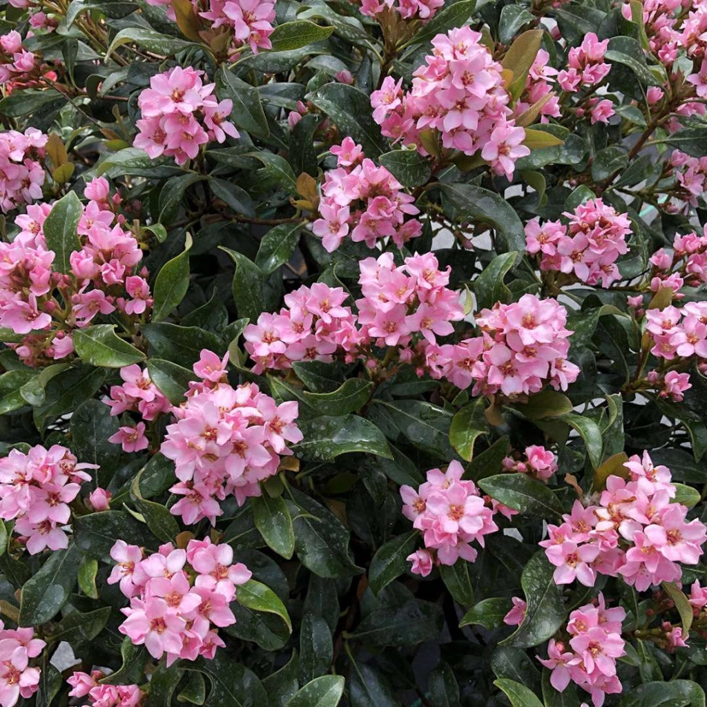 Rhaphiolepis indica 'Springtime' alb.27 1/4 fusto ornamentale sempreverde