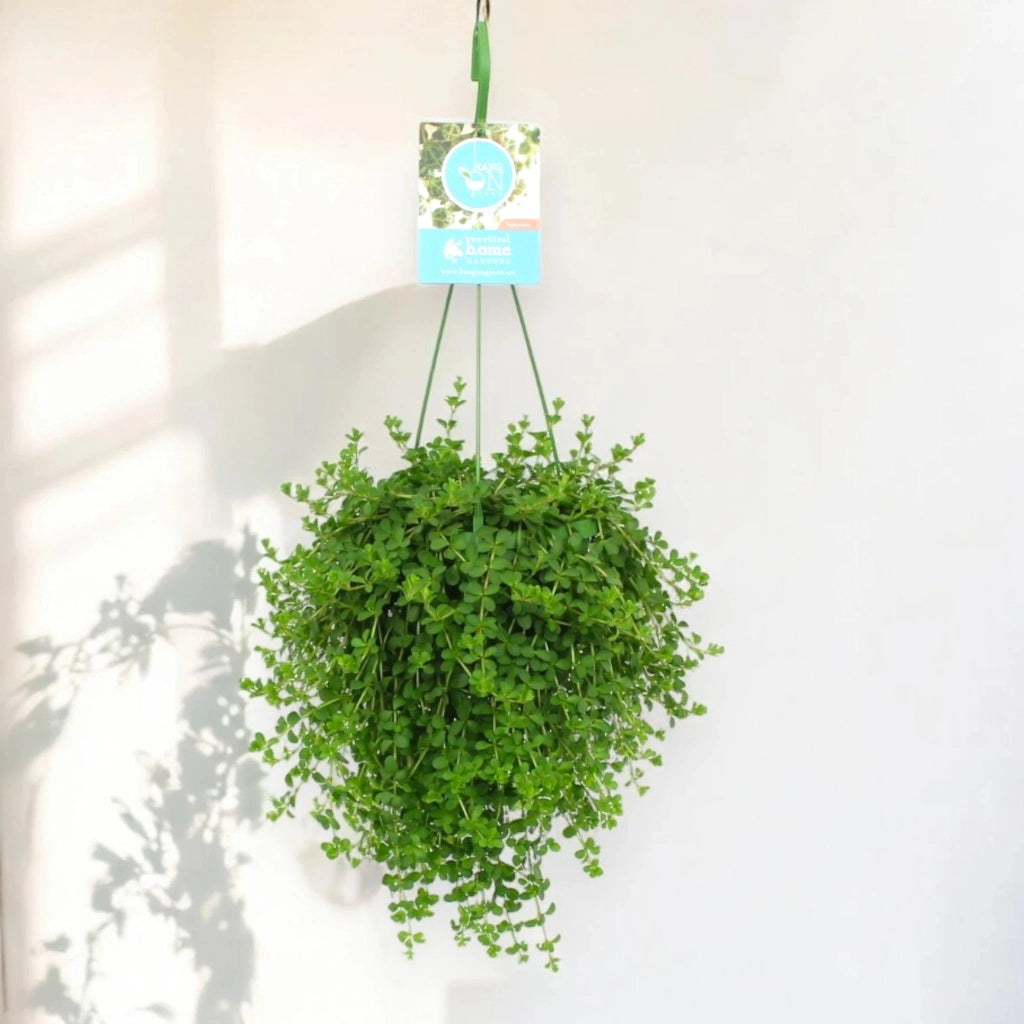 Gardenaria Peperomia 'Isabelle' - Pianta da interno ornamentale Altezza: 30 cm (vaso 14)