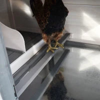 Pollaio da Giardino Prefabbricato in Legno 196x76x97cm, Bianco e Grigio