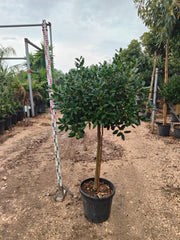 AGRIFOGLIO NELLIE STEVENS (ILEX NELLIE R. STEVENS) ALBERELLO VASO 30