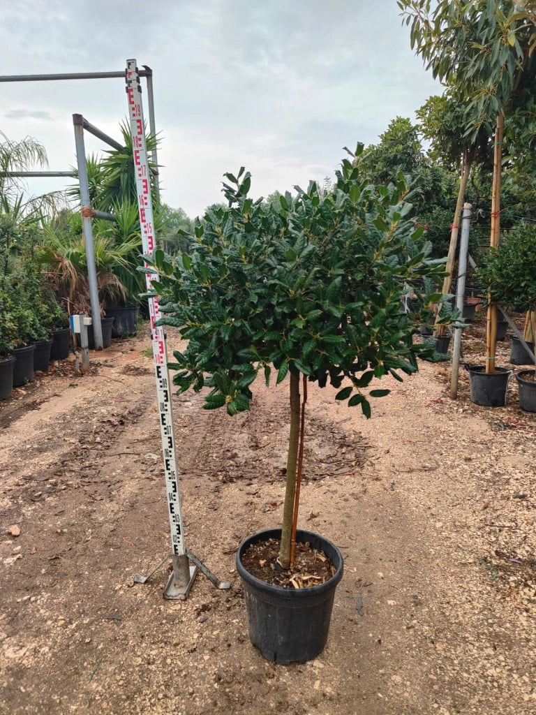 AGRIFOGLIO NELLIE STEVENS (ILEX NELLIE R. STEVENS) ALBERELLO VASO 30