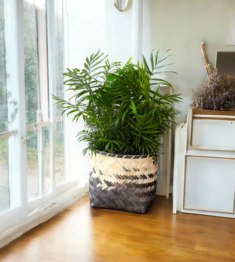 Gardenaria Chamaedorea elegans - Pianta da interno ornamentale Altezza: 60 cm (vaso 17)