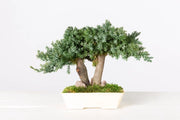 Pianta di Bonsai Ginepro stabilizzato h 25 cm