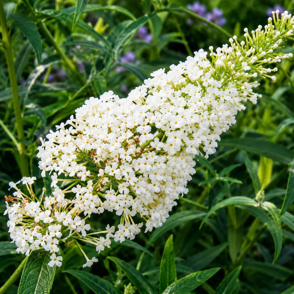 Gardenaria Buddleja davidii 'Nanho White'' - Arbusto ornamentale da giardino Altezza: 40/60 cm (vaso19)
