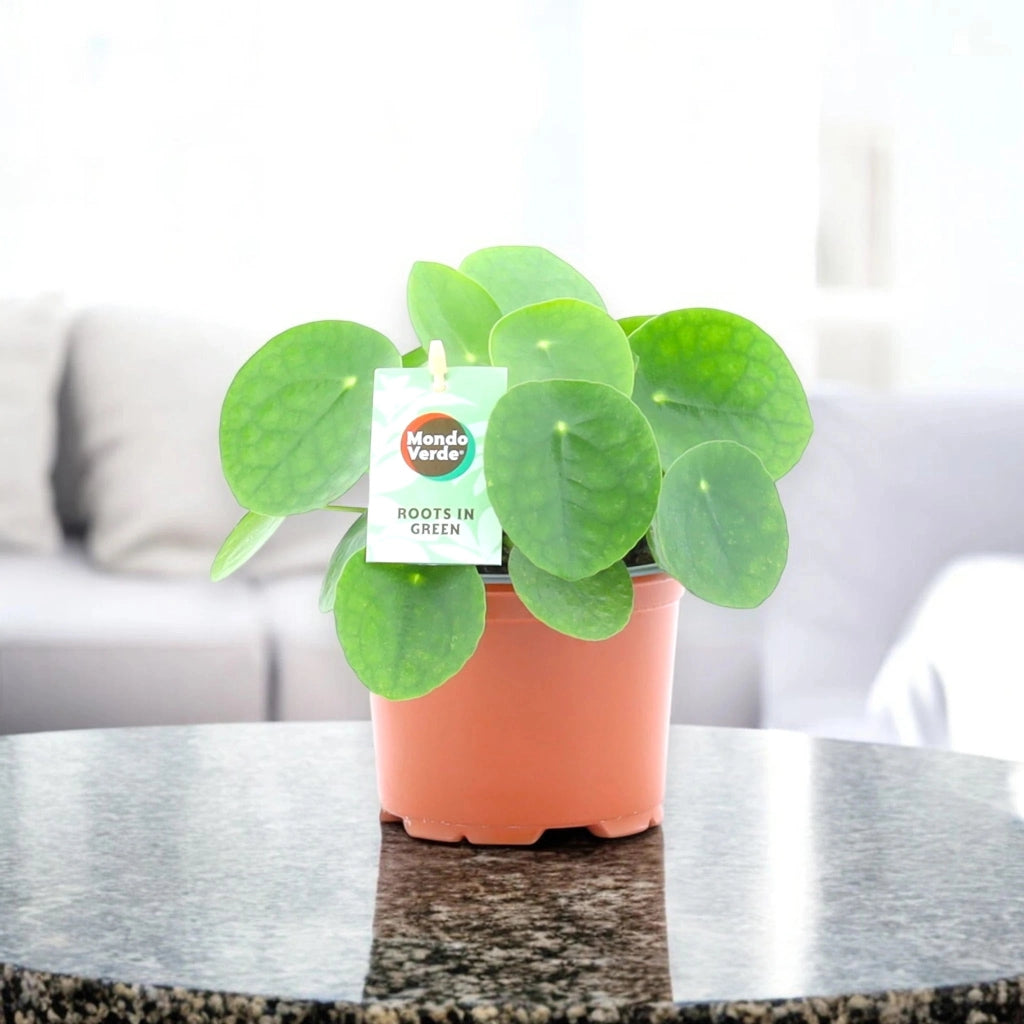 Gardenaria Pilea peperomioides - Pianta da interno ornamentale Altezza: 40 cm (vaso 19)