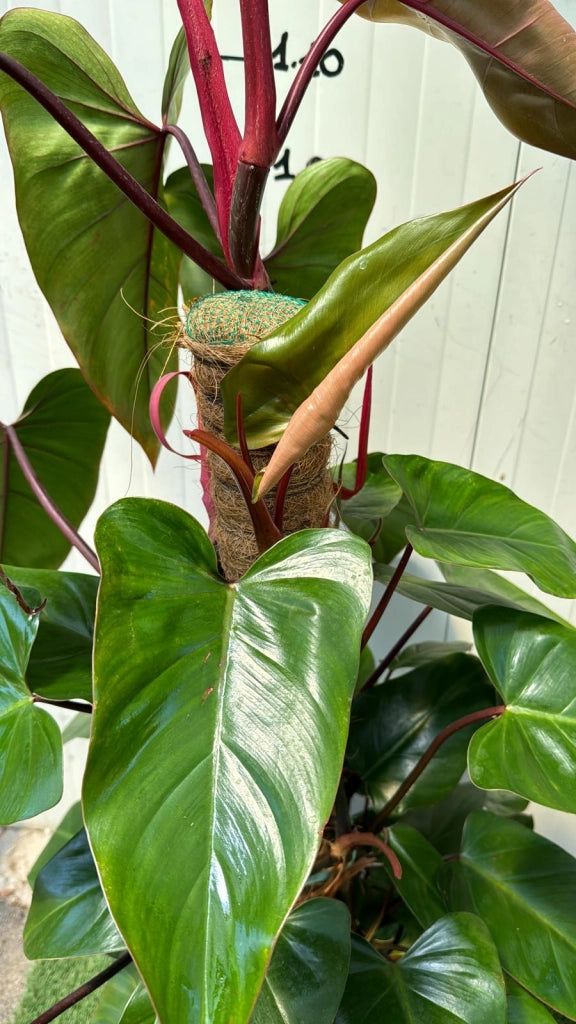 Piante philodendron emerald red, h110 vaso 20, foto reali