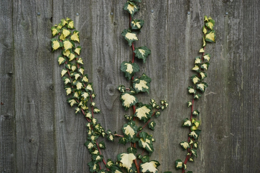HEDERA CAN. ALGERIENSIS SPALLIERA H 200 CM VASO 40