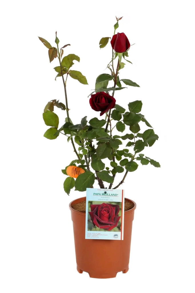 Gardenaria Rosa 'Papa Meilland' - Rosa da giardino Altezza: 40/50 cm (vaso20)