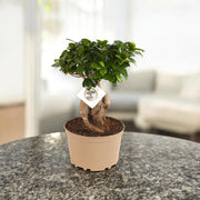 Gardenaria Ficus microcarpa 'Ginseng' bonsai - Pianta da interno ornamentale Altezza: 60 cm (vaso 22)