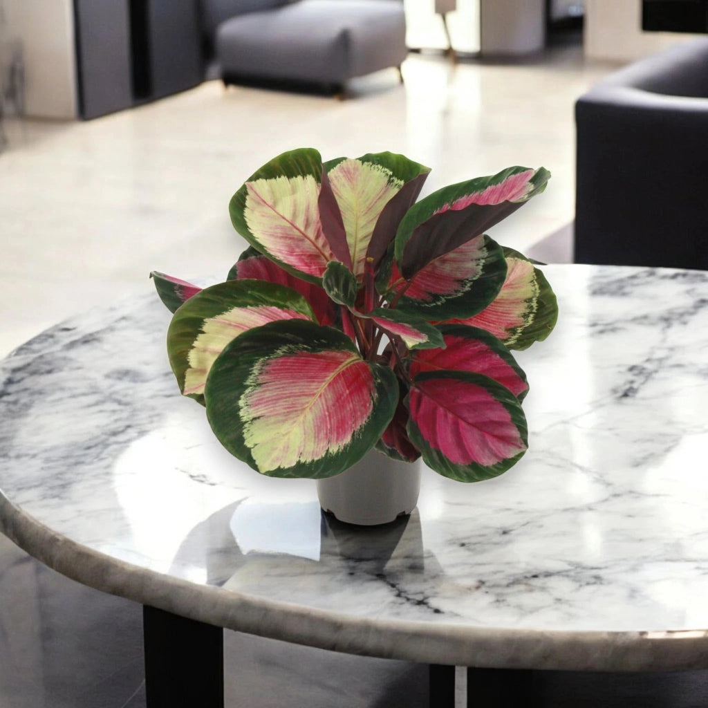 Gardenaria Calathea roseopicta 'Rosy' - Pianta da interno ornamentale Altezza: 45 cm (vaso 14)