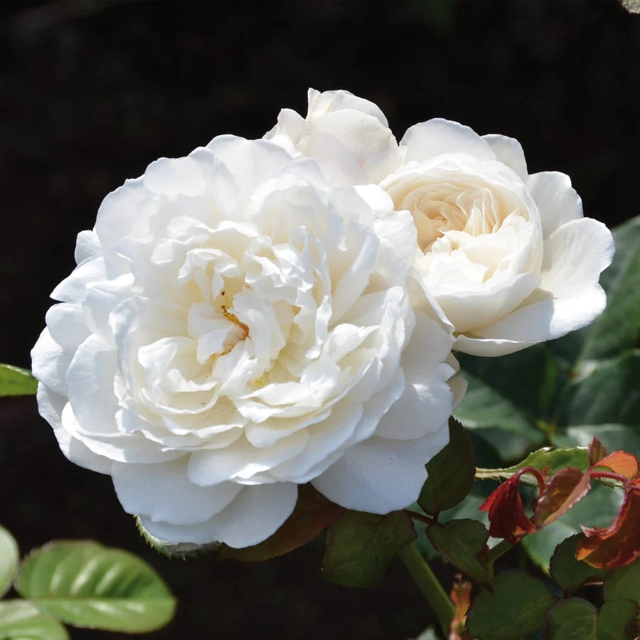 Gardenaria Rosa 'William and Caterine' - Rosa da giardino Altezza: 40/50 cm (vaso20)