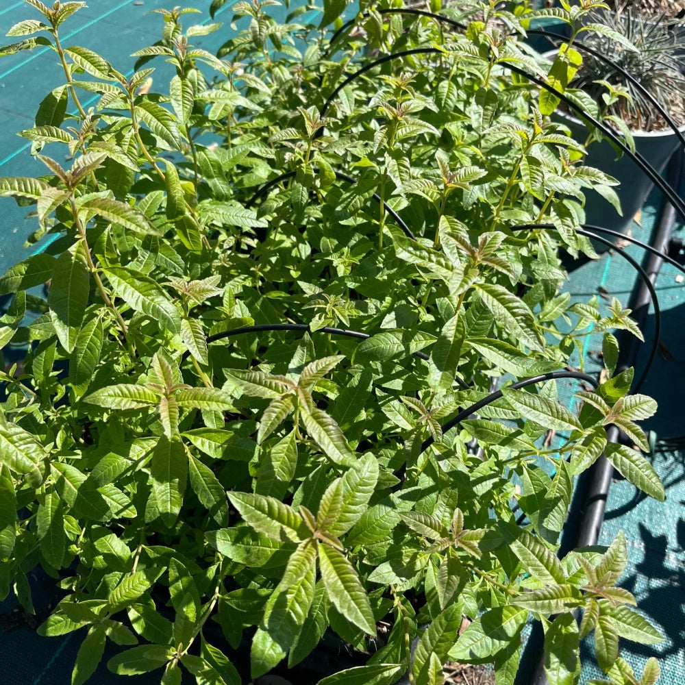 Pianta CITRONELLA LEMON Lippia Citriodora limone ANTIZANZARA vaso 14cm AMDGarden