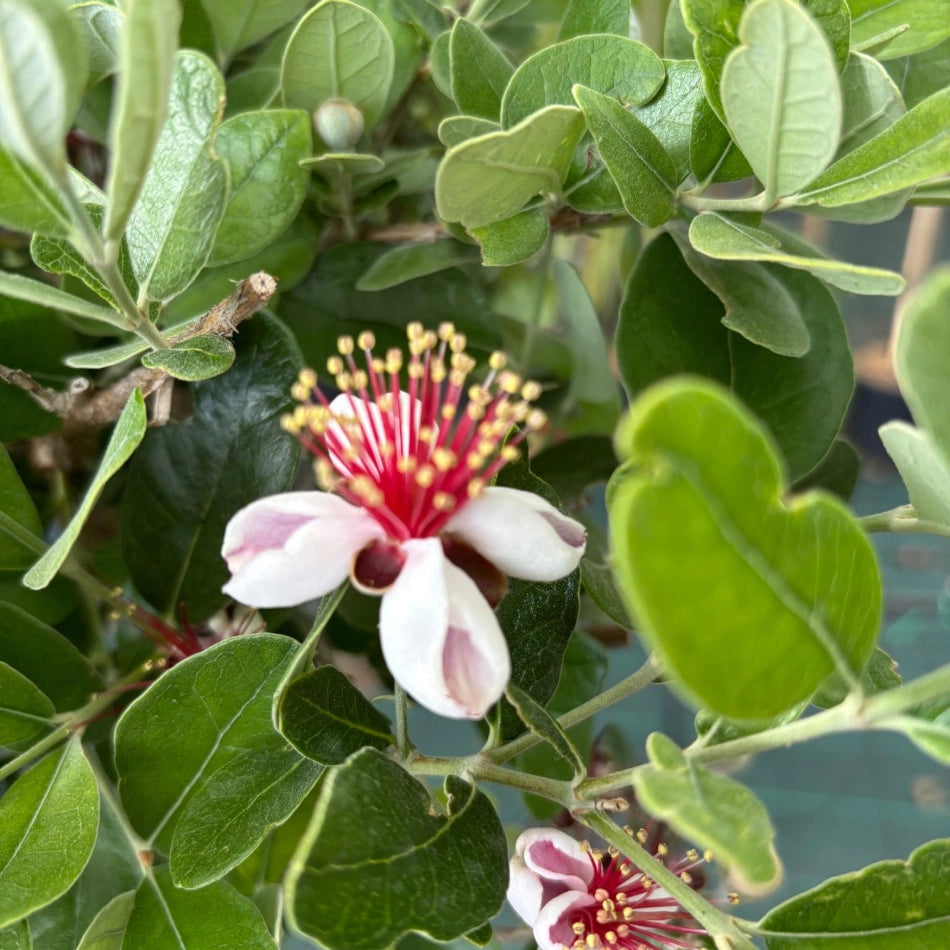 Pianta di FEIJOA Acca sellowiana in VASO 24 CM frutto commestibile AMDGarden