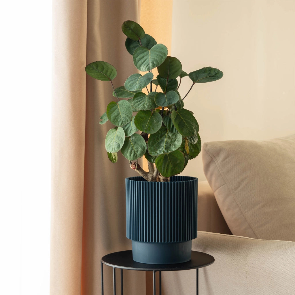 Vaso da fiori KADAX da 13 cm in plastica, per piante di melograno
