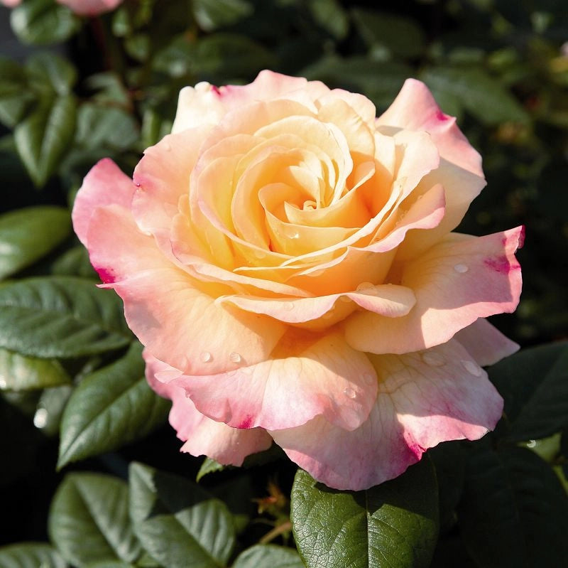 Gardenaria Rosa 'Aquarell' - Rosa da giardino Altezza: 40/50 cm (vaso20)