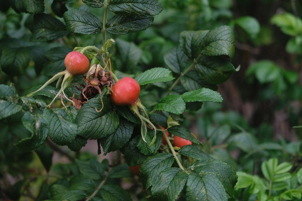 ROSA RUGOSA VASO 24