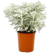 Pianta di CINERARIA SILVER DUST aromatica vaso 18 AMDGarden