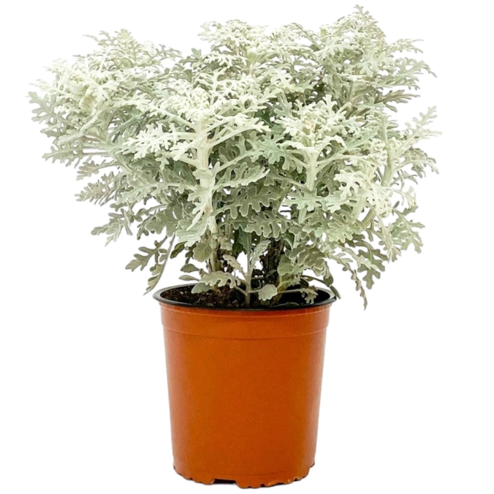 Pianta di CINERARIA SILVER DUST aromatica vaso 18 AMDGarden