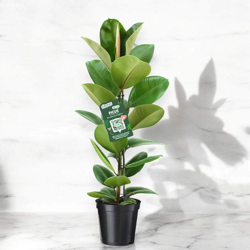 Gardenaria Ficus elastica 'Robusta' - Pianta da interno ornamentale Altezza: 120 cm (vaso 24)