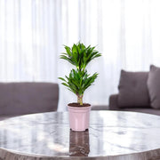 Gardenaria Dracaena fragrans 'Compacta' - Pianta da interno ornamentale Altezza: 130 cm (vaso 31)