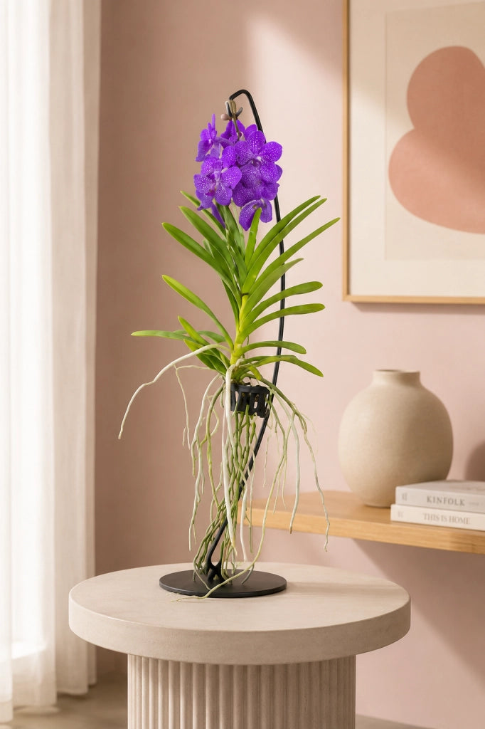 Gardenaria Vanda con supporto - Pianta da interno ornamentale Altezza: 70 cm (vaso 15)