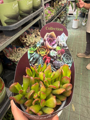 Crassula ovata ‘Tricolor Hobbit’ vaso 14 cm – Succulenta