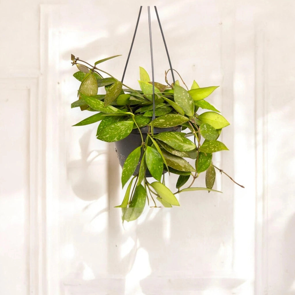 Gardenaria Hoya carnosa 'Gracilis' - Pianta da interno ornamentale Altezza: 30 cm (vaso 14)