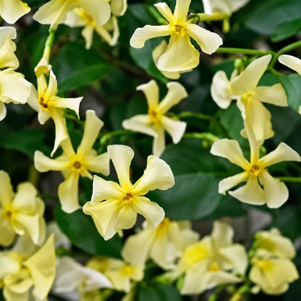 Gardenaria Falso Gelsomino - Trachelospermum jasminoides 'Chili & Vanilla' - Pianta rampicante ornamentale da esterno Altezza: 100/125 cm (vaso19)